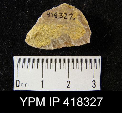 Brachiopoda