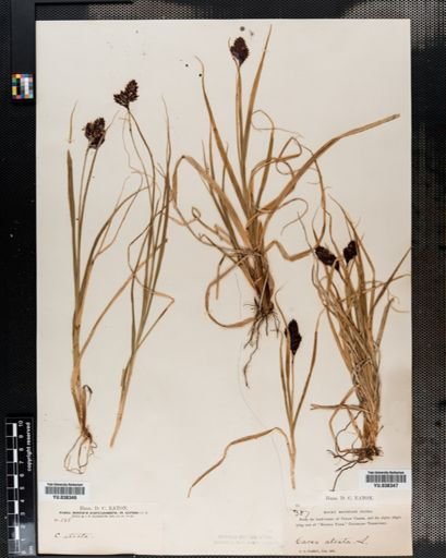Carex