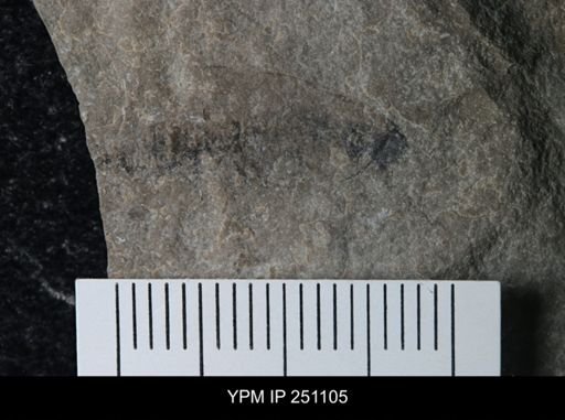 Phyllocarida?