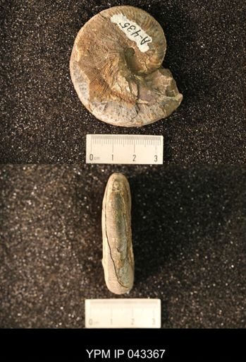 Hoploscaphites nicolletii