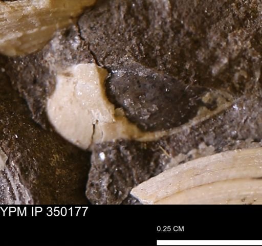 undet. Bivalvia