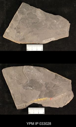 Mormolucoides articulatus