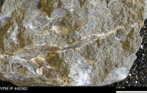 undet. Bivalvia