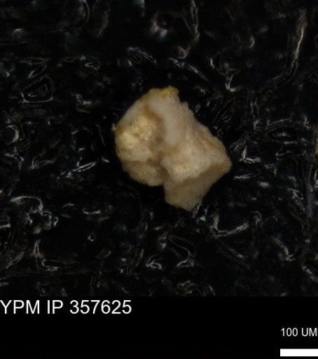 undet. Foraminiferida