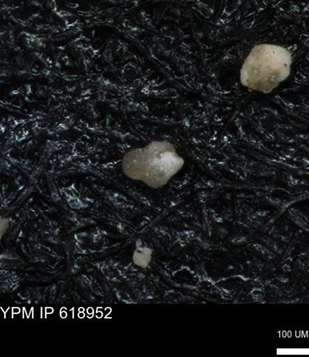 undet. Foraminiferida
