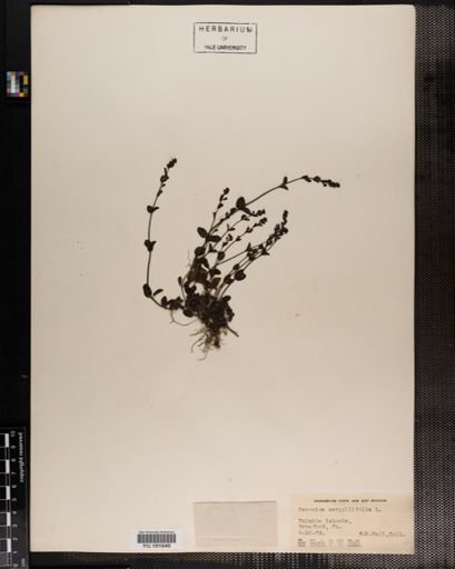 Plantae