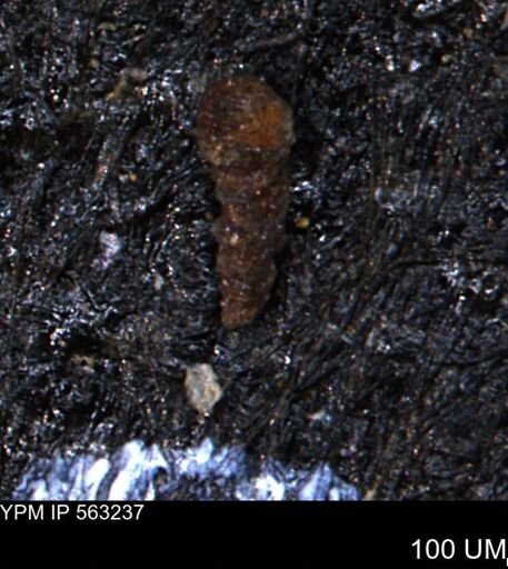 Verneuilinoides hectori