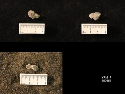 Marginifera wabashensis