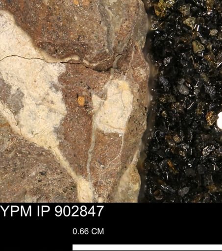 undet. Mollusca