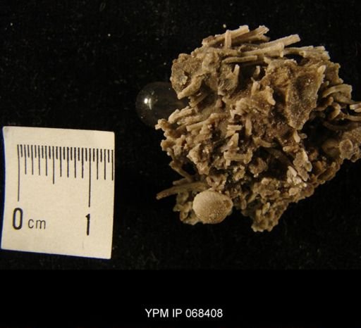 Ancistrorhyncha sp.