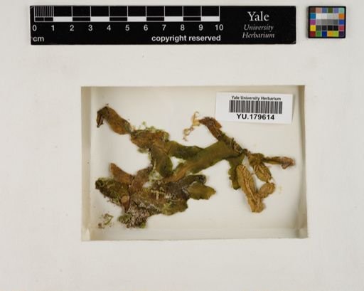 Plantae