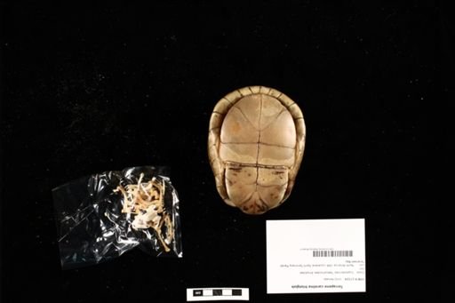 Terrapene carolina triunguis