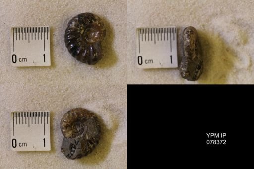 Jeletzkytes nebrascensis