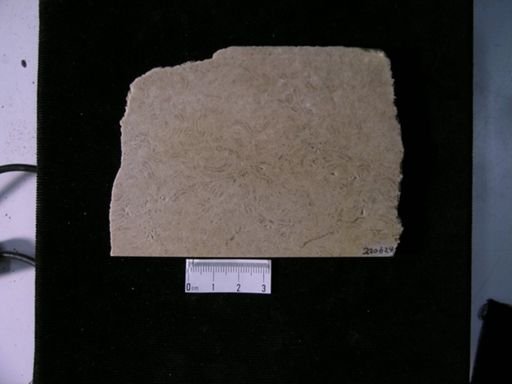 Ophiocrossota oweni