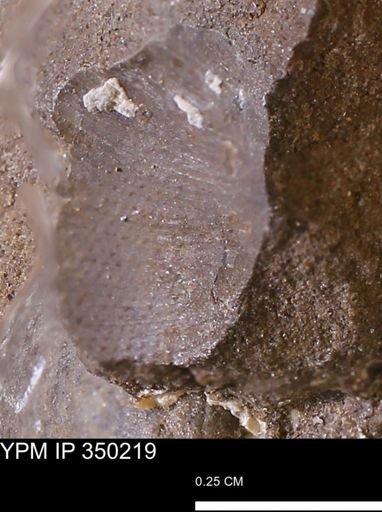 Limopsis striatopunctatus