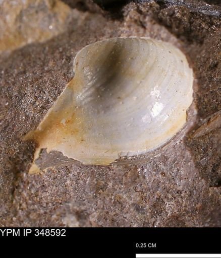 Cuspidaria sp.