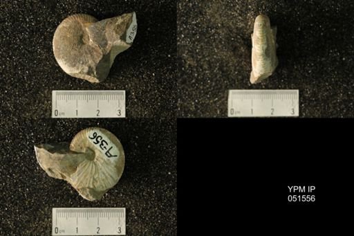 Hoploscaphites nicolletii