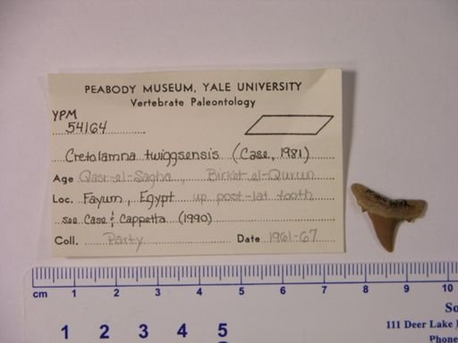 Cretolamna twiggsensis