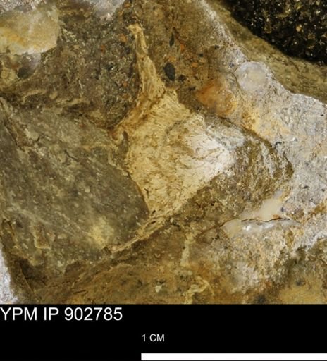 undet. Mollusca