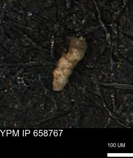 Verneuilinoides kansasensis