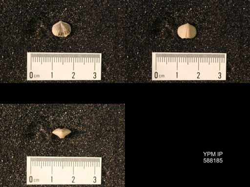 Zygospira modesta