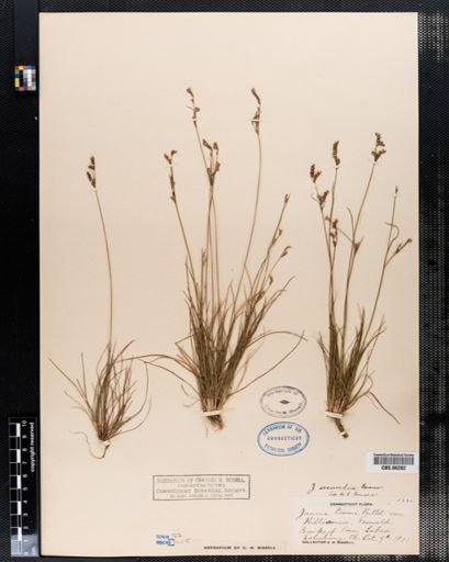 Juncus secundus