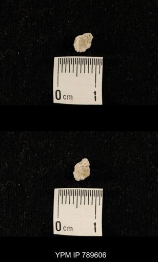 undet. Bryozoa