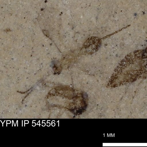 undet. Ichneumonoidea