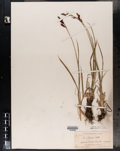 Carex
