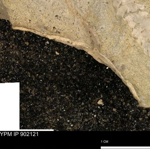 undet. Inoceramidae