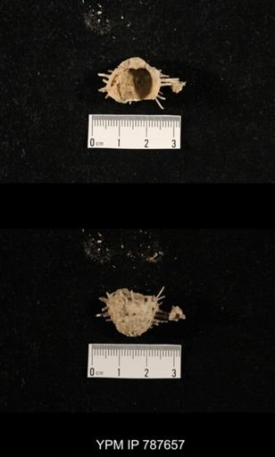undet. Brachiopoda