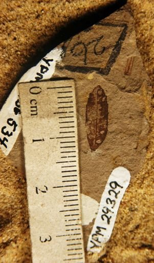 Quercus simulata