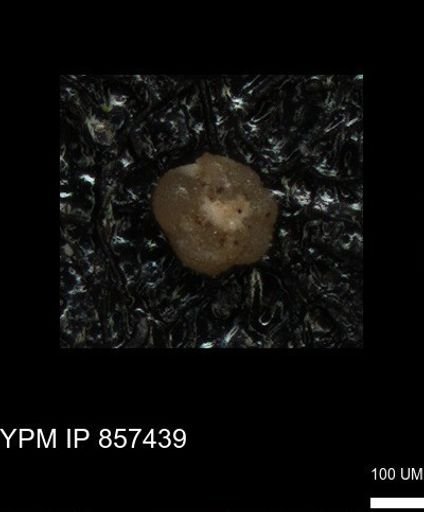 undet. Foraminiferida