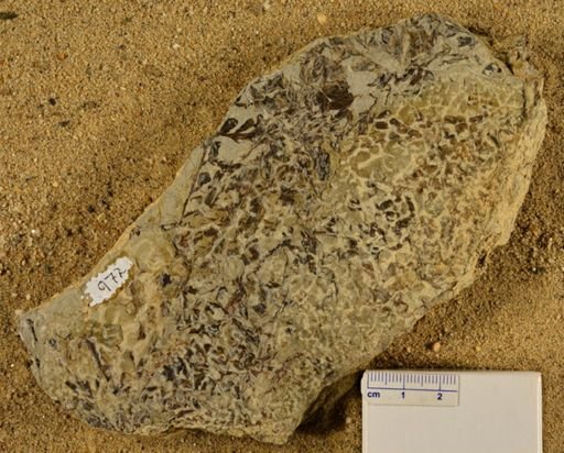 Triphyllopteris rarinervis