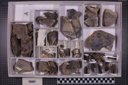 mixed taxa, stratigraphic collection