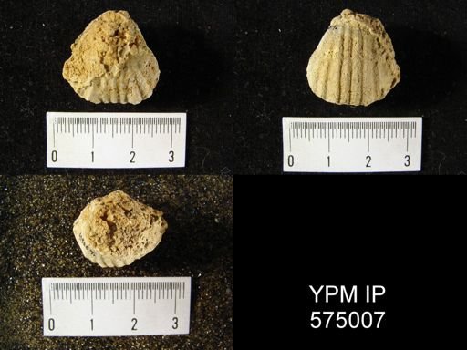Gypidula sp.