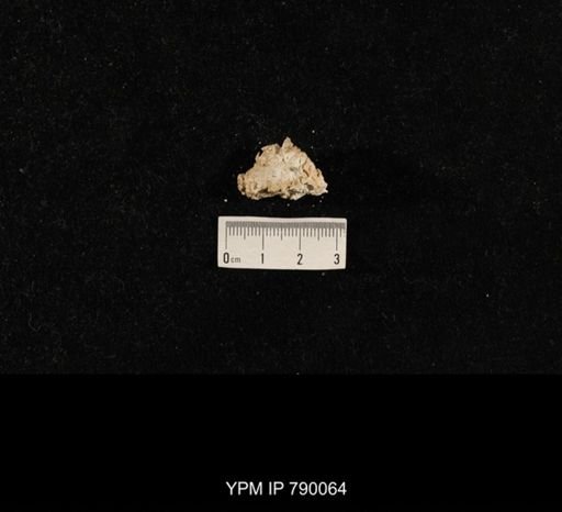 undet. Brachiopoda; shell hash with