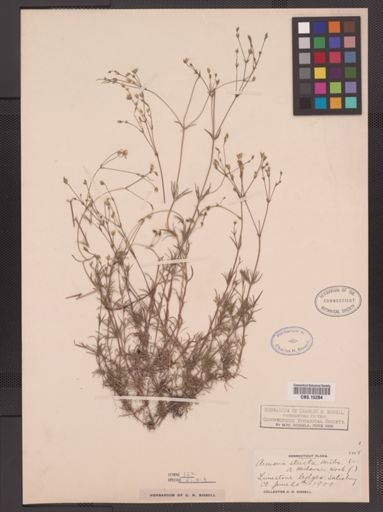 Arenaria stricta