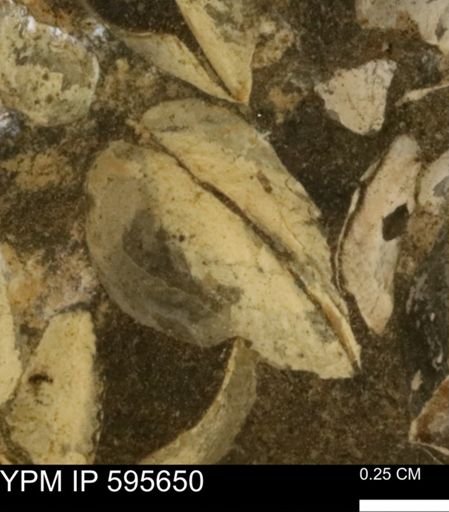 Protocardia sp.