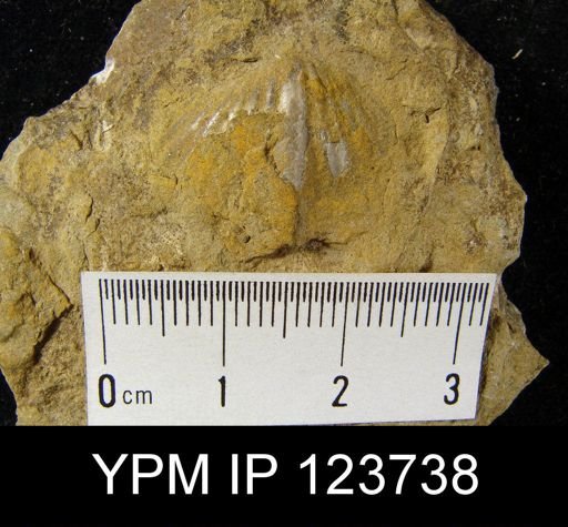 Spirifer concinnus