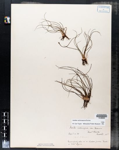 Isoetes echinospora