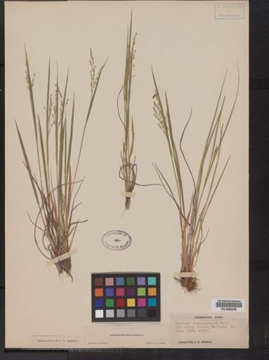 Panicum depauperatum