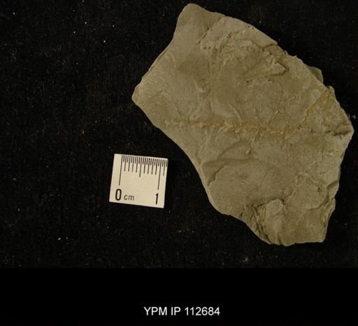 undet. Bryozoa