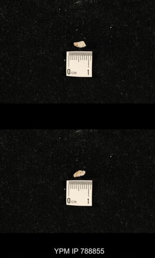 taxon undetermined