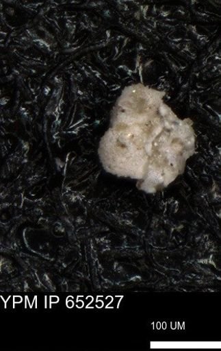 undet. Foraminiferida