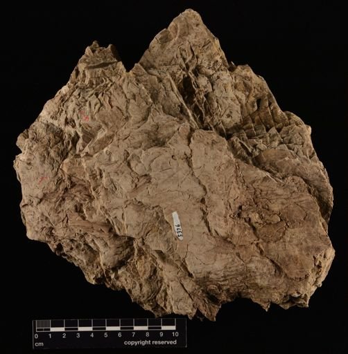 Cladophlebis sp.