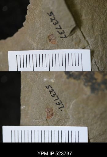 undet. Trilobita