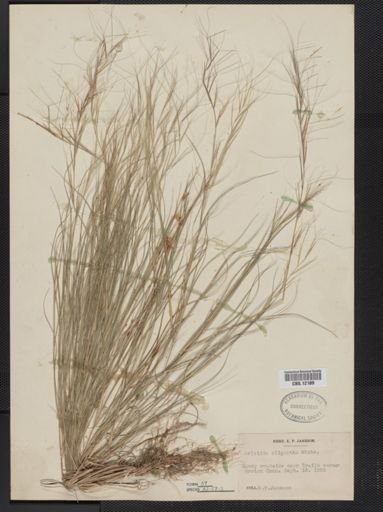 Aristida oligantha