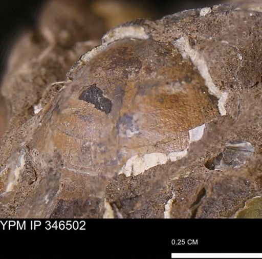 Parallelodon (Cosmetodon)?