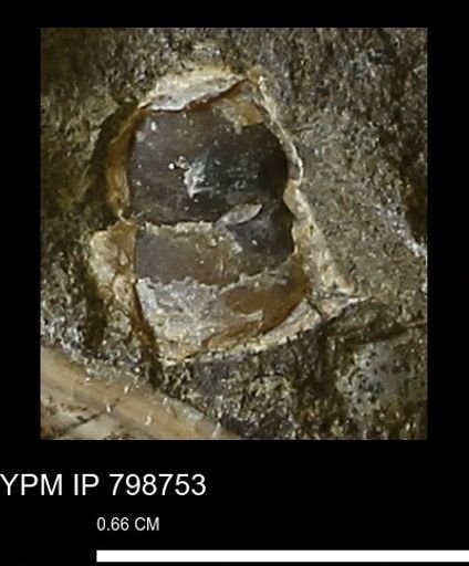undet. Gastropoda